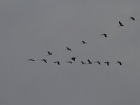 Grus grus 40, Kraanvogel, Saxifraga-Jan Nijendijk
