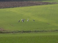 Grus grus 42, Kraanvogel, Saxifraga-Jan Nijendijk