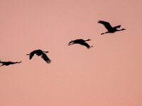 Four Migrating Eurasian Cranes flying against pink sky  Two Migrating Eurasian Cranes (Grus grus) flying in formation against pink sky at sunset near Diepholz lower saxony germany : Grus, Niedersaksen, animal, autumn, background, beautiful, beauty, big, bird, birds, canada, common, crane, cranes, design, diepholz, endangered, environment, europe, flight, flock, flying, formation, germany, japan, jasper, landscape, light, lower, migrating, migration, migratory, natural, nature, orange, outdoors, pretty, saxony, season, serene, silhouette, sky, spring, stopover, sun, sunset, tranquil, white, wild, wildlife