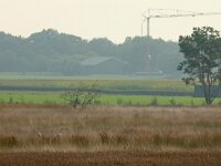 Grus grus 45, Kraanvogel, Saxifraga-Mark Zekhuis