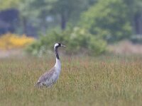 Grus grus 46, Kraanvogel, Saxifraga-Mark Zekhuis