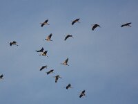 Grus grus 55, Kraanvogel, Saxifraga-Bart Vastenhouw