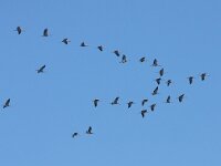 Grus grus 64, Kraanvogel, Saxifraga-Bart Vastenhouw
