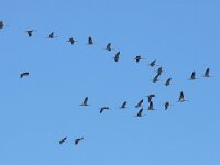 Grus grus 65, Kraanvogel, Saxifraga-Bart Vastenhouw