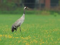 Grus grus 68, Kraanvogel, Saxifraga-Mark Zekhuis