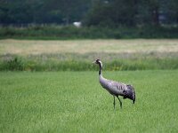 Grus grus 77, Kraanvogel, Saxifraga-Hans Dekker