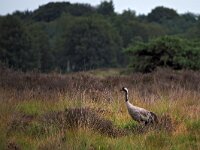 Grus grus 78, Kraanvogel, Saxifraga-Hans Dekker