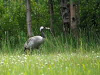 Grus grus 80, Kraanvogel, Saxifraga-Hans Dekker
