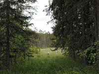 Grus grus 85, Kraanvogel, Saxifraga-Hans Dekker