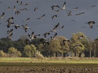 Grus grus 87, Kraanvogel, Saxifraga-Dirk Hilbers