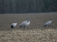 Grus grus 90, Kraanvogel, Saxifraga-Dirk Hilbers
