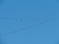 Grus grus 93, Kraanvogel, Saxifraga-Henk Sierdsema