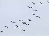 Grus grus 94, Kraanvogel, Saxifraga-Mark Zekhuis