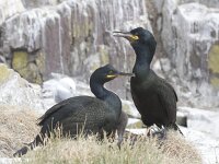 Gulosus aristotelis 13, Kuifaalscholver, Saxifraga-Kees van Berkel