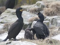Gulosus aristotelis 14, Kuifaalscholver, Saxifraga-Kees van Berkel : kuifaalscholver