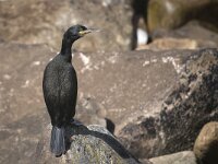 Gulosus aristotelis 15, Kuifaalscholver, Saxifraga-Peter Stein