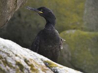 Gulosus aristotelis 16, Kuifaalscholver, Saxifraga-Peter Stein