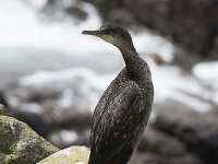 Gulosus aristotelis 17, Kuifaalscholver, Saxifraga-Peter Stein