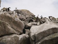 Gulosus aristotelis 18, Kuifaalscholver, Saxifraga-Peter Stein