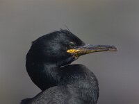 Kuifaalscholver, Phalacrocorax aristotelis, Shag  Kuifaalscholver, Phalacrocorax aristotelis, Shag : Engeland, England, Farne Isles, Kuifaalscholver, Phalacrocorax aristotelis, Shag, sea bird, sea birds, vogel, zeevogel