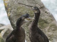 Gulosus aristotelis 20, Kuifaalscholver, Saxifraga-Peter Stein