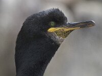 Gulosus aristotelis 21, Kuifaalscholver, Saxifraga-Peter Stein