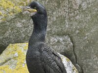 Gulosus aristotelis 23, Kuifaalscholver, Saxifraga-Peter Stein