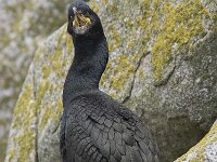 Gulosus aristotelis 24, Kuifaalscholver, Saxifraga-Peter Stein