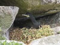 Gulosus aristotelis 25, Kuifaalscholver, Saxifraga-Peter Stein