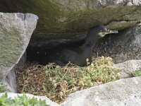 Gulosus aristotelis 26, Kuifaalscholver, Saxifraga-Peter Stein