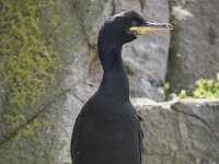 Gulosus aristotelis 27, Kuifaalscholver, Saxifraga-Peter Stein