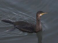 Gulosus aristotelis 3, Kuifaalscholver, Saxifraga-Luc Hoogenstein