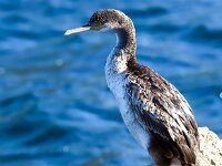 Gulosus aristotelis 30, Kuifaalscholver, Saxifraga-Bart Vastenhouw