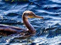 Gulosus aristotelis 31, Kuifaalscholver, Saxifraga-Bart Vastenhouw