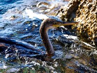 Gulosus aristotelis 32, Kuifaalscholver, Saxifraga-Bart Vastenhouw