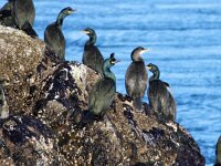 Gulosus aristotelis 34, Kuifaalscholver, Saxifraga-Bart Vastenhouw
