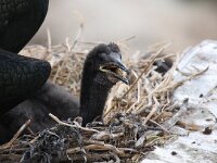 Gulosus aristotelis 36, Kuifaalscholver, Saxifraga-Bart Vastenhouw