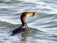 Gulosus aristotelis 37, Kuifaalscholver, Saxifraga-BartVastenhouw