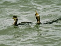 Gulosus aristotelis 38, Kuifaalscholver, Saxifraga-Piet Munsterman