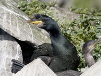 Gulosus aristotelis 4, Kuifaalscholver, Saxifraga-Mark Zekhuis