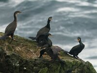 Gulosus aristotelis 52, Kuifaalscholver, Saxifraga-Mark Zekhuis