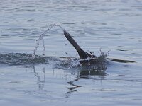 Gulosus aristotelis 6, Kuifaalscholver, Saxifraga-Luc Hoogenstein
