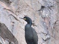 Gulosus aristotelis 7, Kuifaalscholver, Saxifraga-Dirk Hilbers