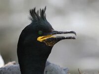 Gulosus aristotelis 9, Kuifaalscholver, Saxifraga-Bart Vastenhouw