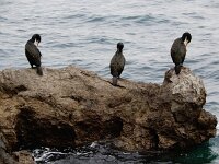 Gulosus aristotelis ssp desmarestii 48, Mediterrane kuifaalscholver, Saxifraga-Ed Stikvoort : Lovran - Opatija a900