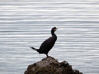 Gulosus aristotelis ssp desmarestii 49, Mediterrane kuifaalscholver, Saxifraga-Ed Stikvoort : Pobri - Opatija a900