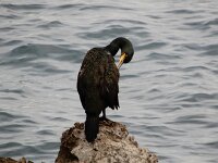 Gulosus aristotelis ssp desmarestii 51, Mediterrane kuifaalscholver, Saxifraga-Ed Stikvoort : Lovran - Opatija a900