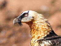 Gypaetus barbatus 43, Lammergier, Saxifraga-Bart Vastenhouw