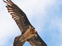 Gypaetus barbatus 87, Lammergier, Saxifraga-Tom Heijnen