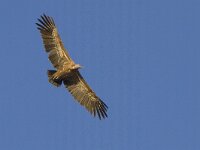 Gyps fulvus 10, Vale gier, Saxifraga-Mark Zekhuis